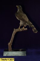 鳳頭蒼鷹藏品圖，第1張